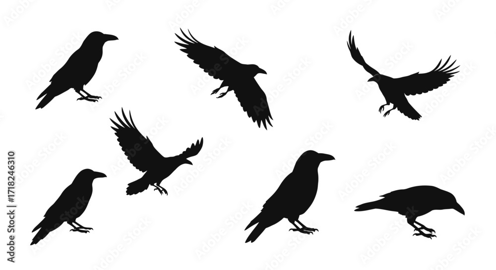 Fototapeta premium Collection of silhouetted crows and ravens in various dynamic poses for graphic design elements
