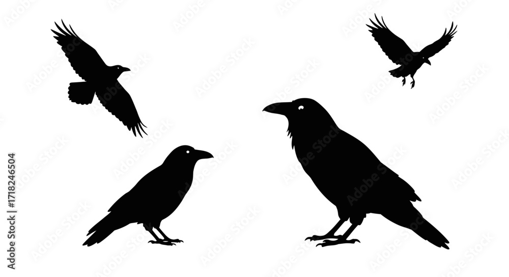 Obraz premium Silhouette collection of crows in flight and perched diverse poses for graphic design