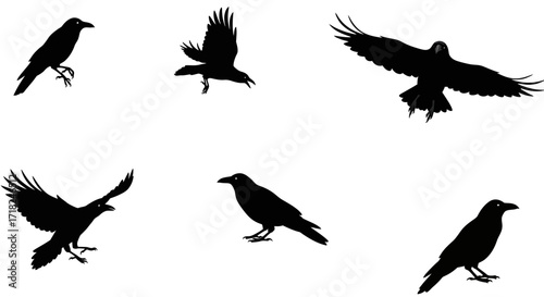 Collection of silhouetted birds in flight and perched offering versatile graphic elements