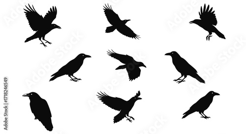 Dynamic silhouette collection of ravens in flight and perched various poses for design