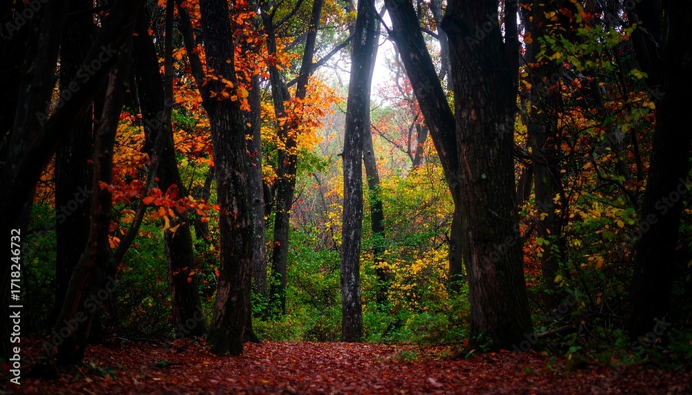 Obraz premium Autumn Forest Path Sunlight.