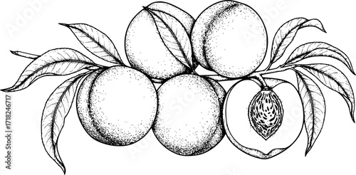 Detailed black and white drawing of peaches with leaves on a branch. Vector illustration
