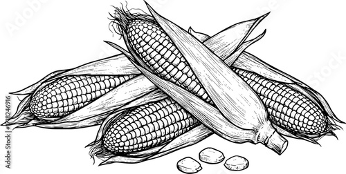 Detailed illustration of corn cobs with husks in black and white sketch style. Vector illustration