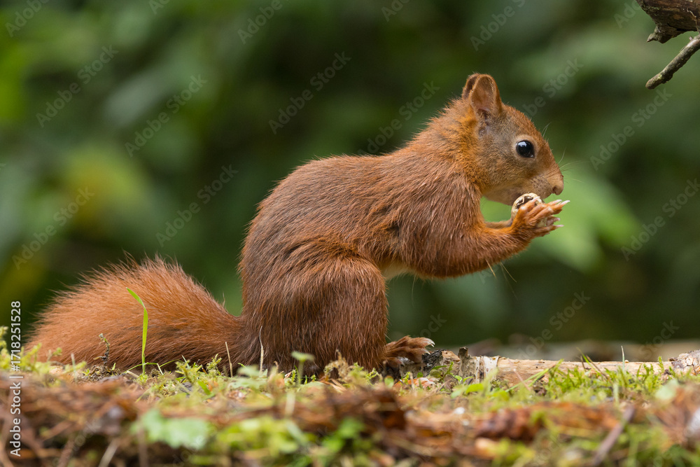 Fototapeta premium Red squirrel in a forest setting with a green background.