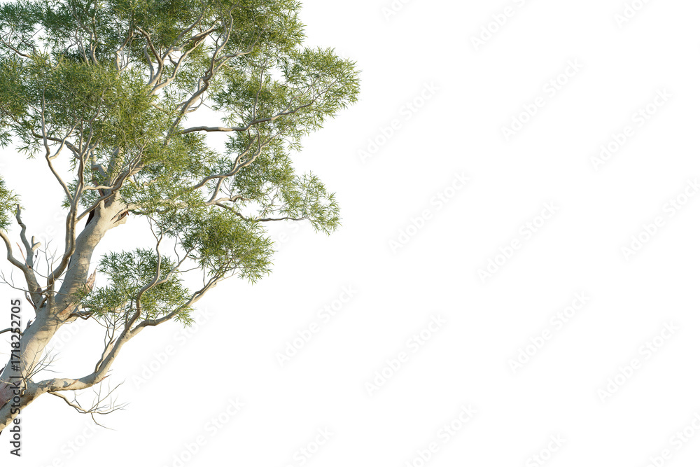 Fototapeta premium Eucalyptus saligna Tree corner cutout transparent isolate on background