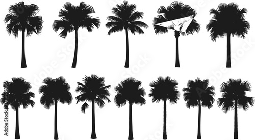 Tropical palm tree silhouettes collection, black and white vector illustration set, exotic beach plants, summer vacation nature design, isolated graphic elements