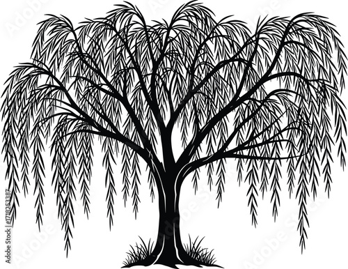 Weeping willow tree silhouette, black and white vector illustration, drooping leaves and branches, decorative nature design, botanical landscape element artwork