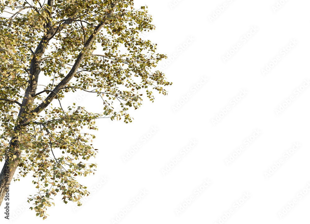 Fototapeta premium Populus x canadensis Tree corner view 4k cutout