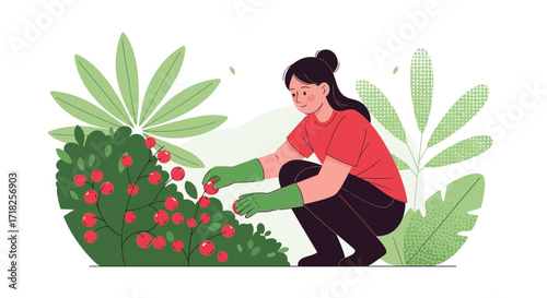 Woman Harvesting Fruits From Bush, Picking Berries While Gardening Outdoors