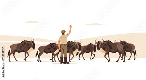 Wildebeest Herd Guided By Ranger In Open Savannah Landscape At Sunset. Calm Scene