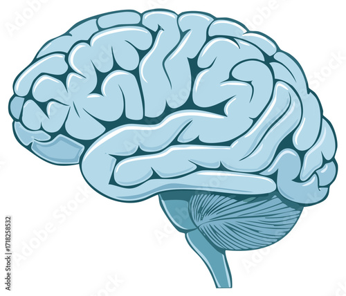 Illustrative depiction of a human brain, a graphic in blue color with clear details