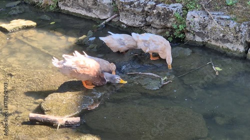 Ducks are looking for food in the stream