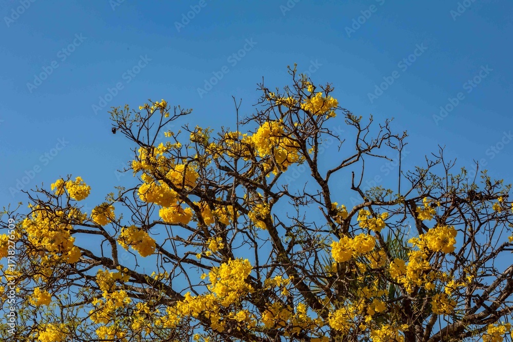 Fototapeta premium Wonderful and contrasting Brazilian yellow ipê flower Handroanthus albus, Bignoniaceae, which blooms in the months of August and September
