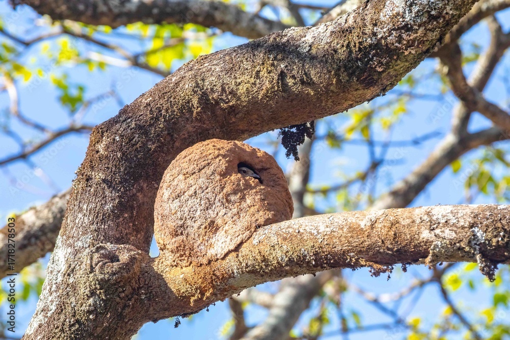 Fototapeta premium Nest of the Brazilian bird known as João-de-barro, Furnarius rufus, found throughout the national territory and South America