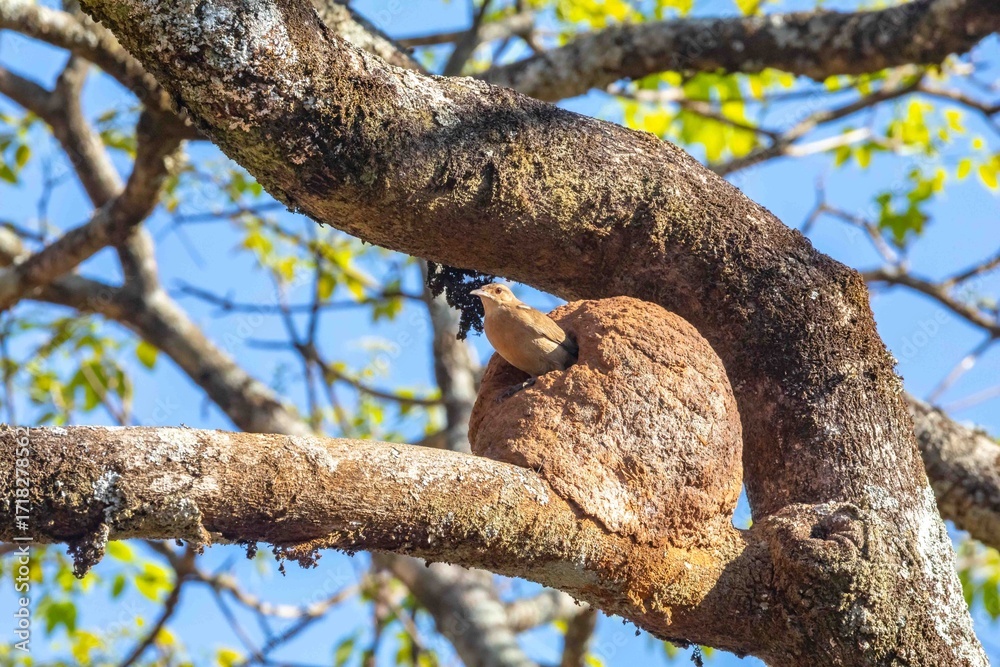 Fototapeta premium Nest of the Brazilian bird known as João-de-barro, Furnarius rufus, found throughout the national territory and South America