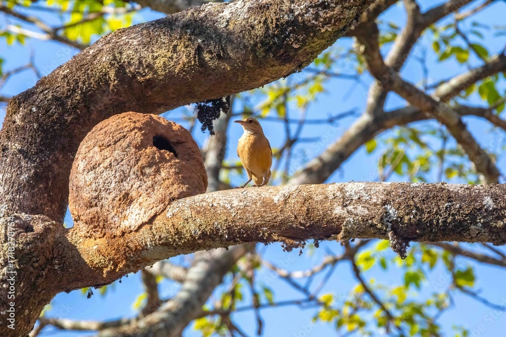 Obraz premium Nest of the Brazilian bird known as João-de-barro, Furnarius rufus, found throughout the national territory and South America