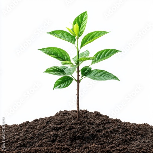 Fresh Green Plant Growing in Dark Soil Isolated on White Background