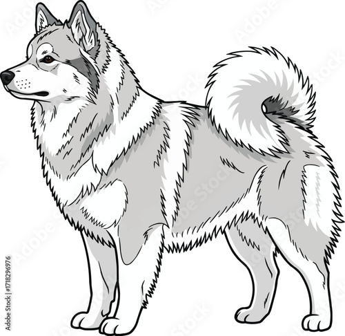 Canadian Eskimo Dog standing side profile vector illustration