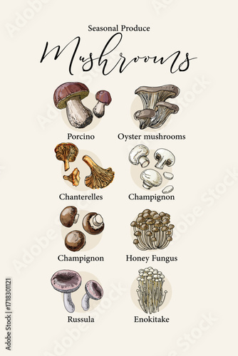 Vector poster with colorful hand drawn illustrations of seasonal edible mushrooms: porcino, oyster mushrooms, chanterelles, champignon, honey fungus, russula, and enokitake.