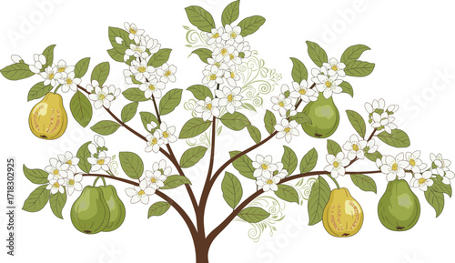 Pear tree illustration with green leaves, ripe fruits and white blossoms, natural botanical artwork, floral plant vector