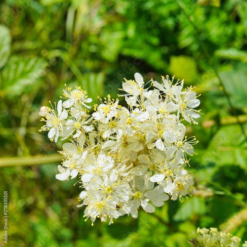 Blüte