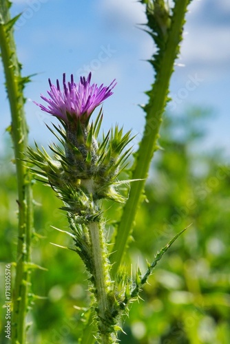 Distelblüte