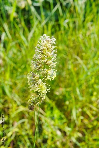 Gras Blüte