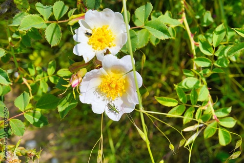 Bauernrosen Blüte