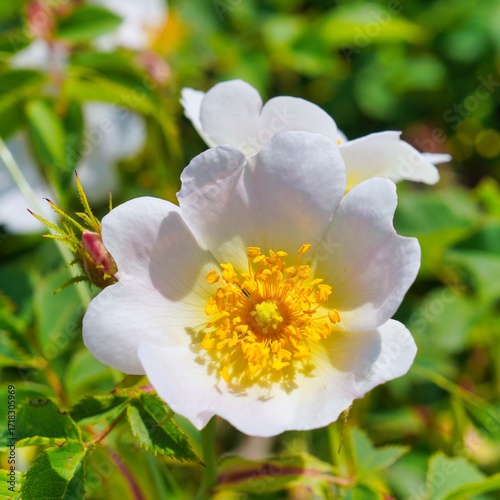 Bauernrosen Blüte