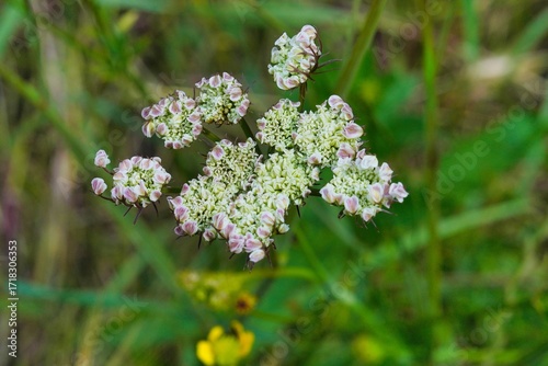 Blüte