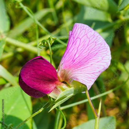 Blüte