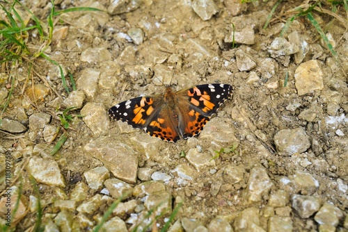 Distelfalter