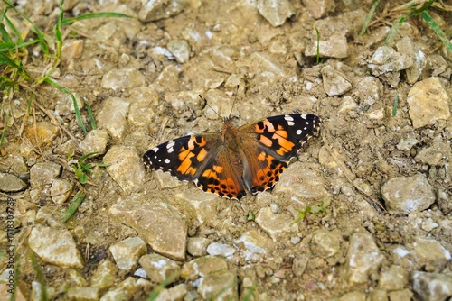 Distelfalter