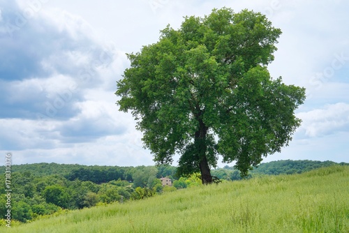 Landschaft mit einzelnem Baum