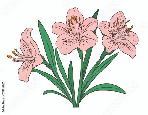 Alstroemeria Vector Image. Illustration of a Alstroemeria Image isolated on white background.