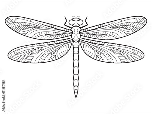 Intricate Dragonfly Sketch with Fine Detailing on Wings