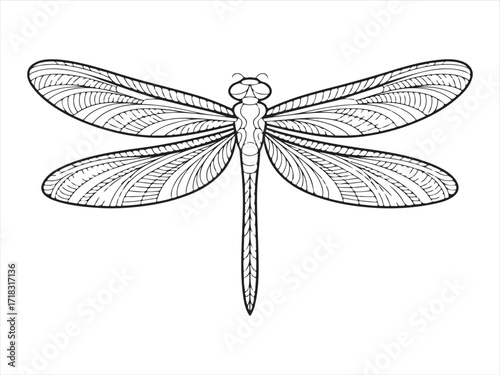 Symmetrical Dragonfly Design in Line Art Style