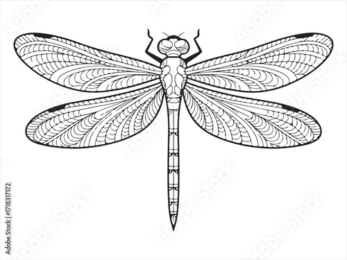 Beautiful Hand-Drawn Dragonfly with Detailed Wings and Body