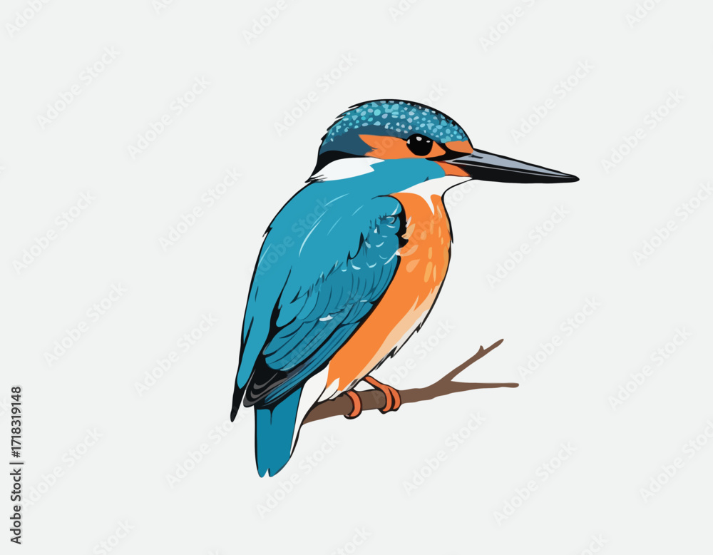 Fototapeta premium Eurasian Kingfisher image vector isolated on white background.