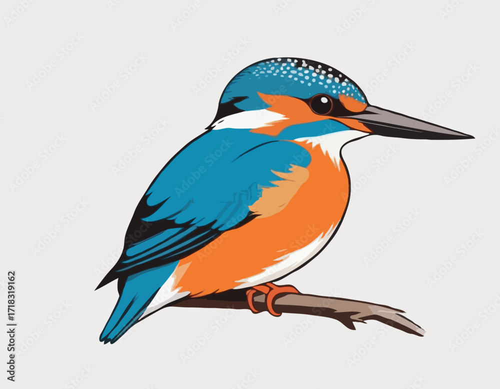 Obraz premium Eurasian Kingfisher image vector isolated on white background.