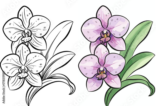 Orchid Flower Coloring Page with Full-Color Example for Botanical Education, Adult Coloring Books, and Floral-Themed Crafts
