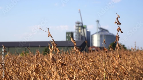 Golden soybean field sways gently in the breeze near grain silos under the bright sky during late afternoon