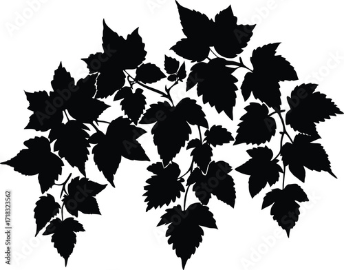Creeper Leaves Silhouette | Creeper Leaf Vector Design