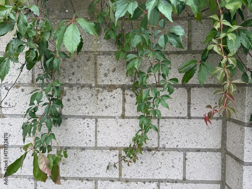 Cuadro en lienzo Climbing vine with green compound leaves spreading against a textured gray brick wall, showcasing natural growth and contrast between foliage and urban surface