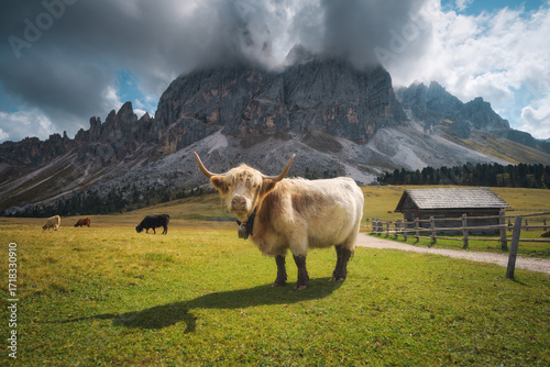 Scottish Highland cow stand...