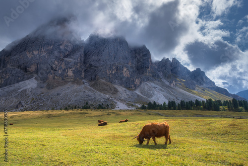 Two Scottish Highland cows ...