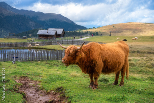 Scottish Highland cow stand...