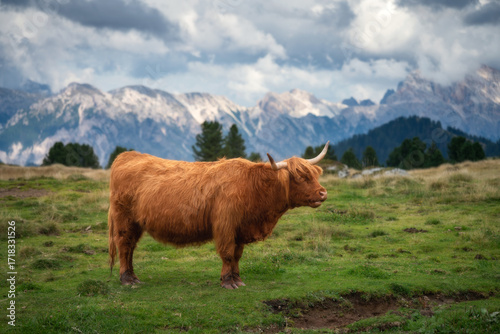Scottish Highland cow with ...