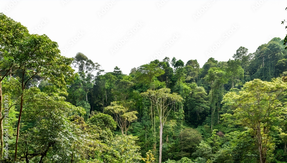 Fototapeta premium Lush Tropical Forest With Dense Green Trees Isolated On Transparent Cutout Background