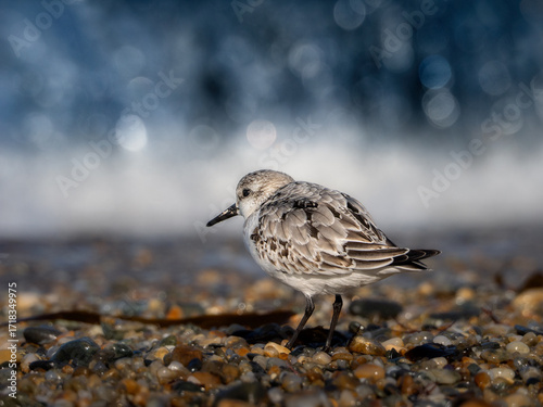 Calidris alpina (correlimos común) en la orilla del mar donde rompen las olas con gotas de agua
